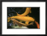 Golden Japanese Koi Fish Lámina por Ryuji Adachi Golden Japanese Koi Fish Lámina por Ryuji Adachi