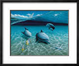 The Chase, Maui Dolphins Affiches par Mark Mackay