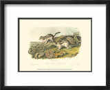 Marmot Squirrel Posters by John James Audubon