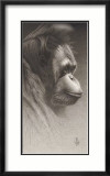 Jojo, the Orangutan Láminas por Caldwell