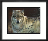 Uninterrupted Stare: Gray Wolf Prints by Joni Johnson-godsy