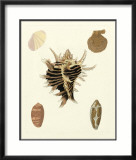 Knorr Shells II Posters by George Wolfgang Knorr
