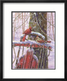 Red Sled with Cardinals Affiche par Donna Race