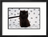 Lucky Kitten Poster von Xavier Chantrenne