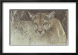 Puma tropical Láminas por Robert Bateman Puma tropical Láminas por Robert Bateman