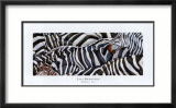 Zebras's Sea Print by LISA BENOUDIZ