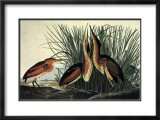 Least Bittern Arte por John James Audubon Least Bittern Arte por John James Audubon