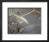 White Coy I Pósters por Susan Friedman White Coy I Pósters por Susan Friedman