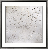 Pioggia di Carta, c.2007 Lámina giclée enmarcada por Nicoletta Boris