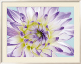 Dahlia in Teal II Poster von George Fossey