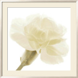 Carnation II Poster von George Fossey