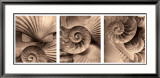 Nautili Poster par Bruce Rae