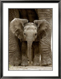 Baby Elephant Prints by Andy Rouse