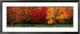 Maple Trees in Autumn, White Mountains, New Hampshire Kunstdruck von Tom Mackie