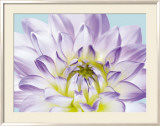 Dahlia in Teal I Kunstdrucke von George Fossey