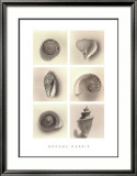 Shell Composition Lámina por Graeme Harris