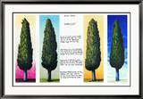 4 Zypressen mit Gedicht 1999 Posters by Folkert Rasch