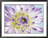 Dahlia in Teal II Kunstdrucke von George Fossey