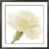 Carnation II Kunst von George Fossey
