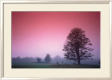 Maple Tree Kunstdrucke
