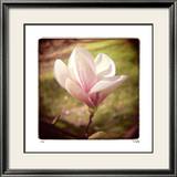 Magnolia du printemps Reproduction encadrée édition limitée par Rebecca Tolk