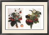 Strawberries Art by C. J. Robertson