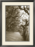 Boboli Arbor, Italy Affiche par Meg Mccomb
