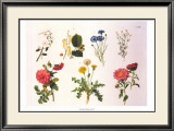 Country Botanicals II Pósters por Anton Hartinger