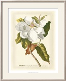 Magnificent Magnolias I Prints by Jacob Trew