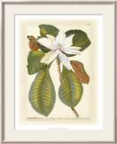 Magnificent Magnolias II Print by Jacob Trew