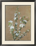 Apple Blossom Posters av Jean Benner