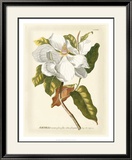 Magnificent Magnolias I Print by Jacob Trew