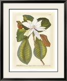 Magnificent Magnolias II Prints by Jacob Trew