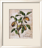 Almonds Pósters por Renee Bolmeijer Almonds Pósters por Renee Bolmeijer