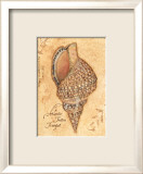 Stephanie Marrott - Discover, Shell - Poster Stephanie Marrott - Discover, Shell - Poster