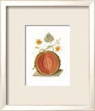 Melon Posters av George Brookshaw Melon Posters av George Brookshaw