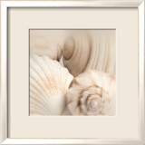 Coquillages II Art par Jan Lens