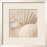 Shells III Posters by Jan Lens