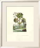 Exotic Botanical IV Affiches par Abraham Munting