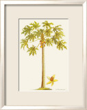 Papayo Lámina giclée enmarcada por Georg Dionysius Ehret Papayo Lámina giclée enmarcada por Georg Dionysius Ehret