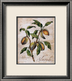 Almonds Láminas por Renee Bolmeijer Almonds Láminas por Renee Bolmeijer