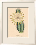 Hexagonus Kunstdrucke von C. Van Geel