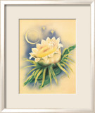 Cereus blanc au clair de lune Estampe encadrée par Ted Mundorff