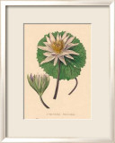 Nymphea Versicolo Kunst von C. Van Geel