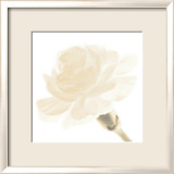 Carnation I Kunstdrucke von George Fossey