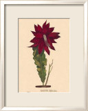 Hybridus Poster von C. Van Geel