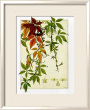 Hedera Poster von M. P. Verneuil