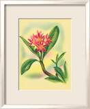 Plumeria Framed Giclee Print by Ted Mundorff