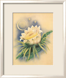 Cereus de floración nocturna Póster por Ted Mundorff Cereus de floración nocturna Póster por Ted Mundorff