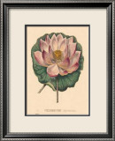 Nelumbium Posters par C. Van Geel